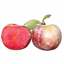 翁源三华李：原生态味道，给你一个酸甜的夏天（3-7月份）