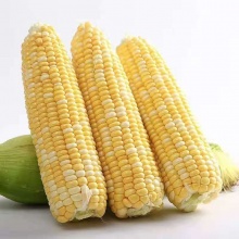 新鲜水果玉米：可以生吃的水果甜玉米 唇齿间回味着自然的清香（全年供应）