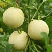 花匠汇 郁金香甜瓜10斤香瓜新鲜白瓜应季水果香甜多汁整箱 5斤