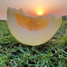 甜瓜：现摘产地直发清甜如蜜脆甜多汁3斤5斤9斤装(2-7月)